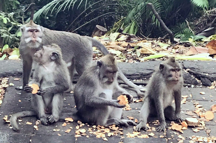 лес обезьян на Бали, Убуд