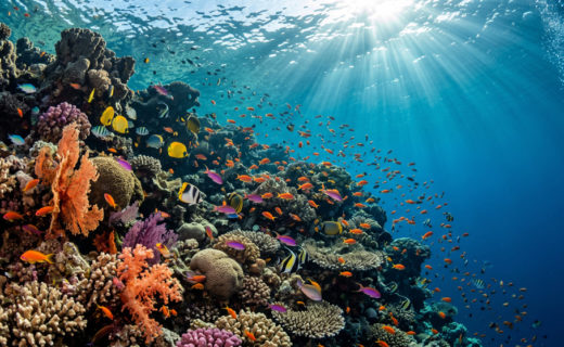 рыбы красного моря египет шарм эль шейх